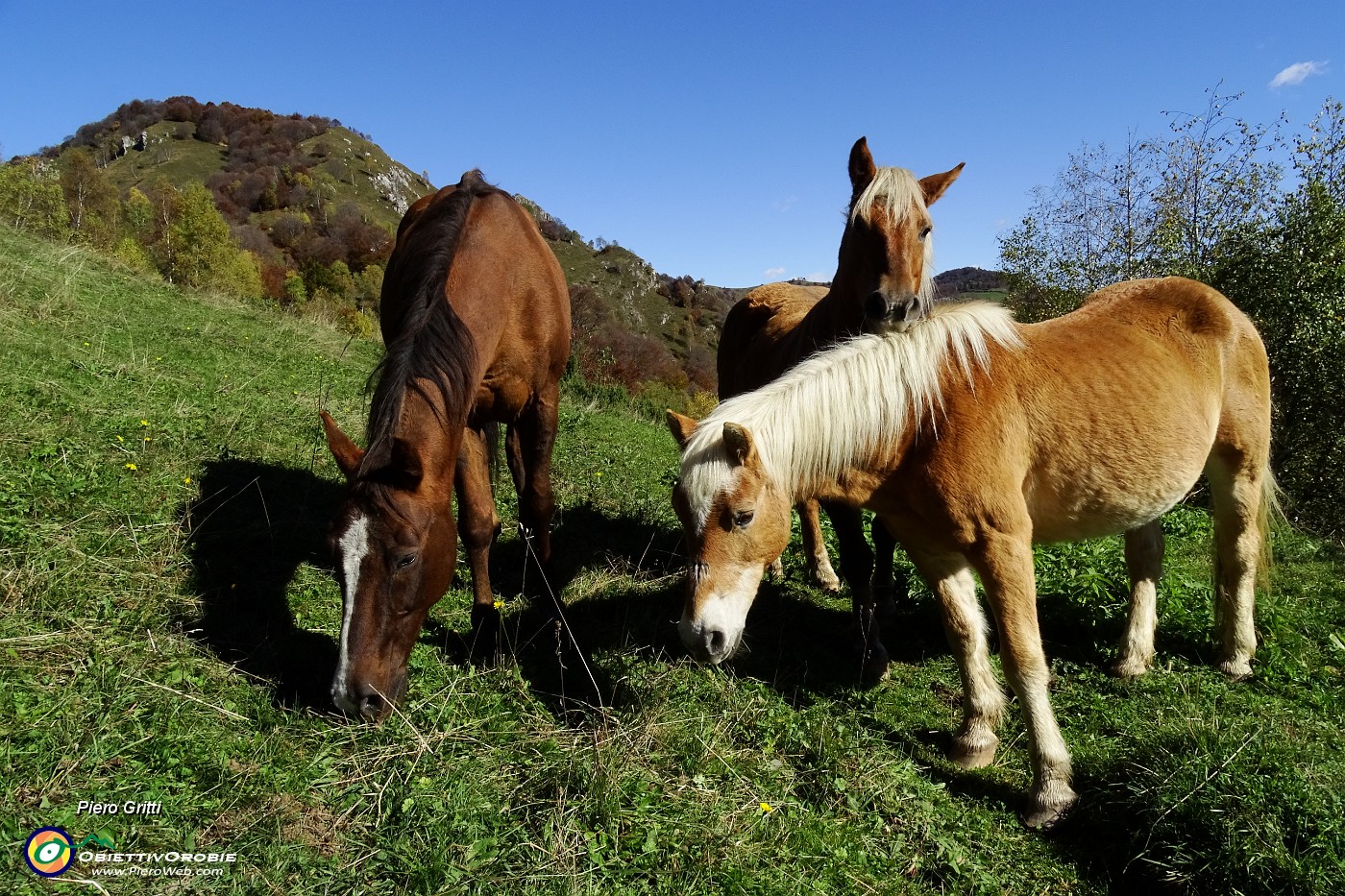 17 Cavalli al pascolo.JPG